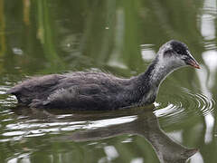 Eurasian Coot