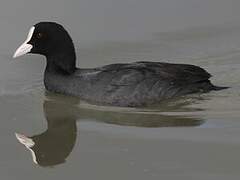 Eurasian Coot