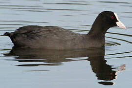 Eurasian Coot