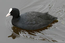 Eurasian Coot