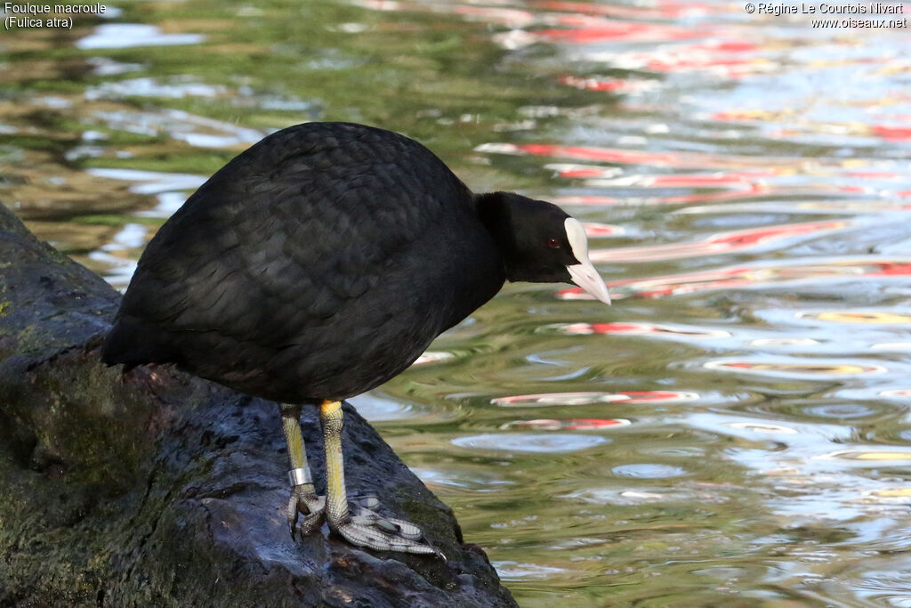 Foulque macroule