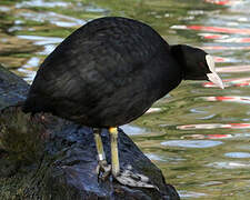 Eurasian Coot