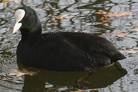 Eurasian Coot