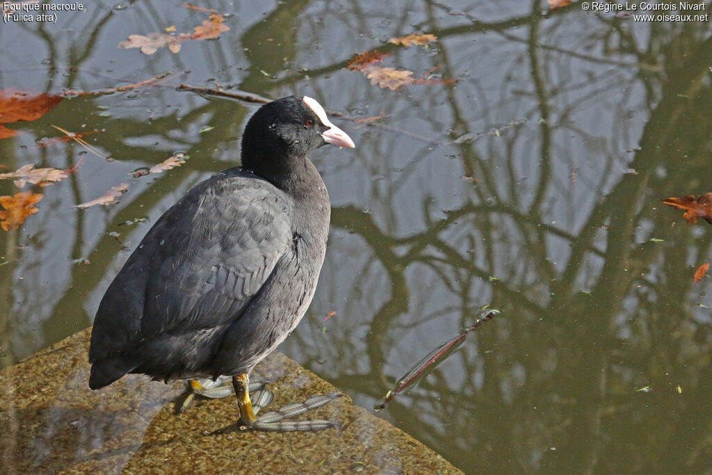 Eurasian Coot