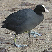 Eurasian Coot