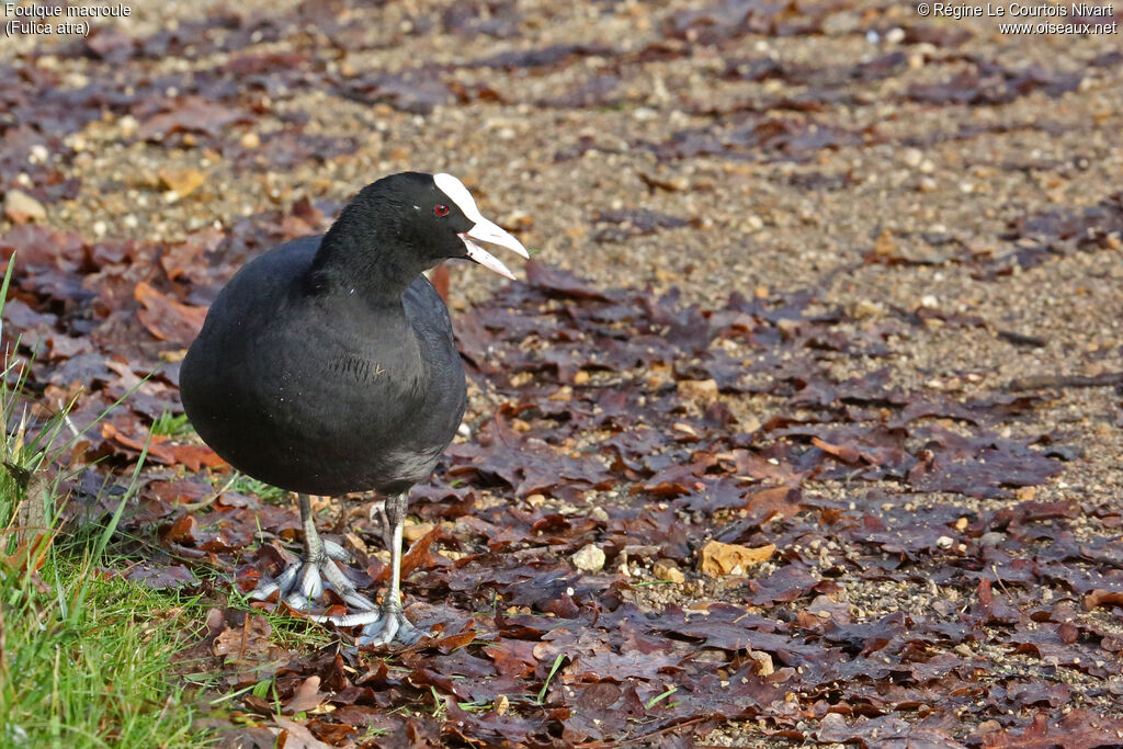 Eurasian Coot