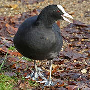 Eurasian Coot