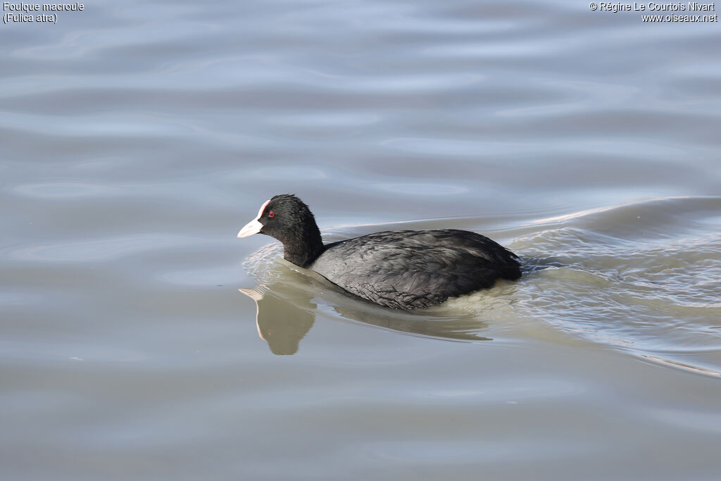 Eurasian Coot