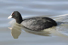 Eurasian Coot