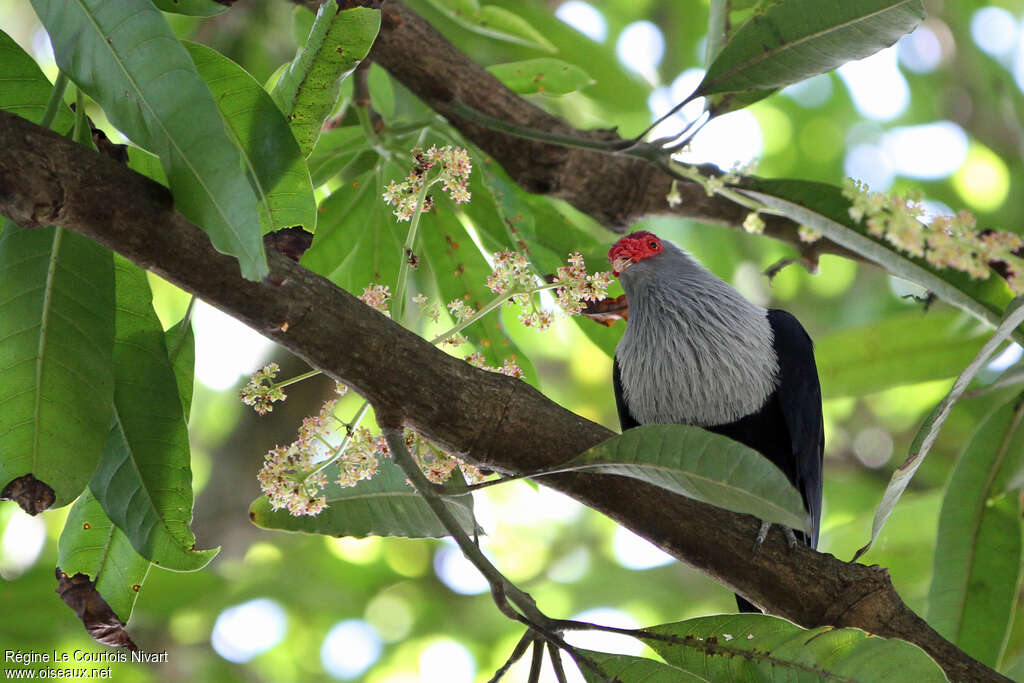 Seychelles Blue Pigeon