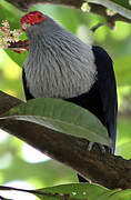 Seychelles Blue Pigeon