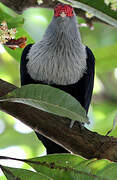 Seychelles Blue Pigeon