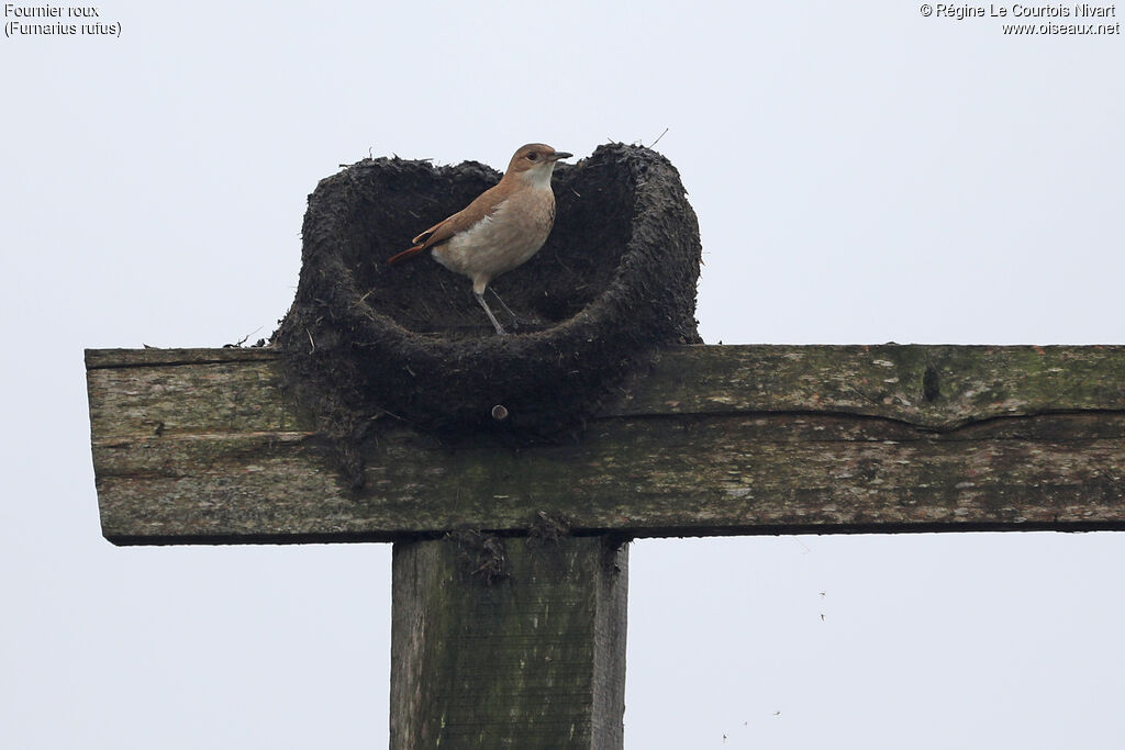 Fournier roux, Nidification