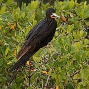 Magnificent Frigatebird