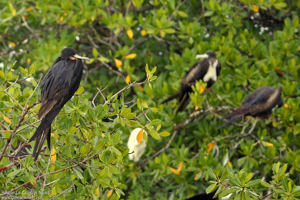 Magnificent Frigatebird male adult, identification