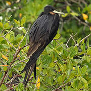 Magnificent Frigatebird