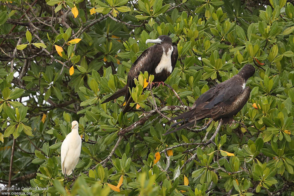 Magnificent Frigatebird female, habitat, pigmentation