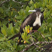 Magnificent Frigatebird