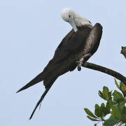 Magnificent Frigatebird