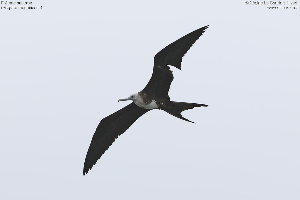 Magnificent Frigatebirdjuvenile