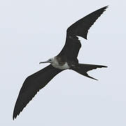 Magnificent Frigatebird