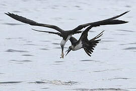 Magnificent Frigatebird