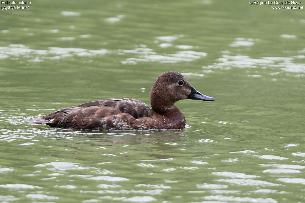 Common Pochard female