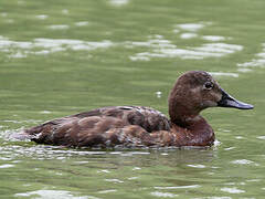 Common Pochard