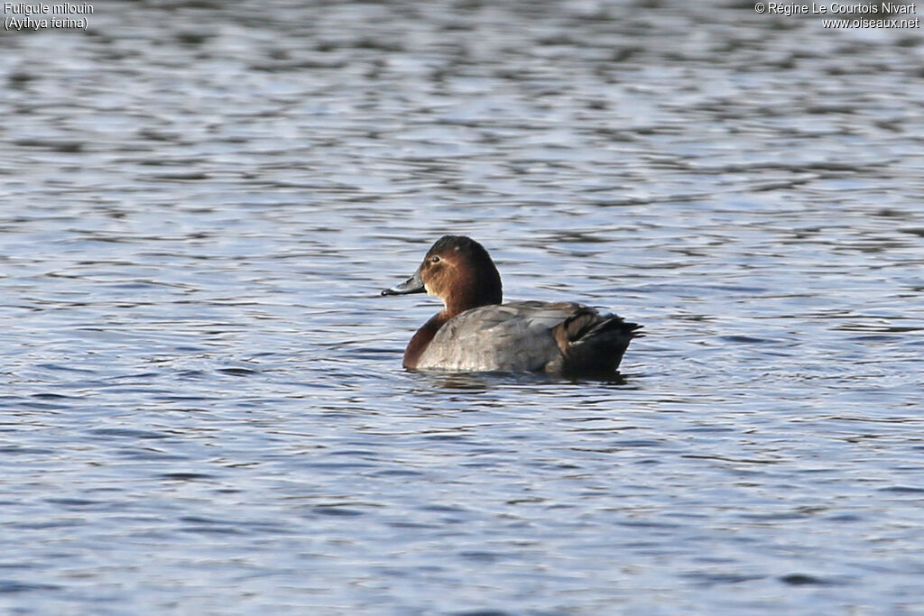 Common Pochard female adult