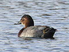 Common Pochard