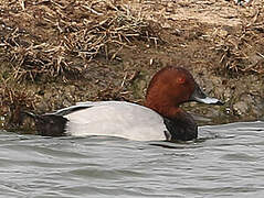 Common Pochard