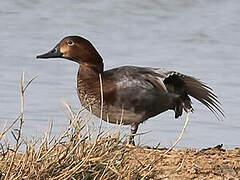 Common Pochard