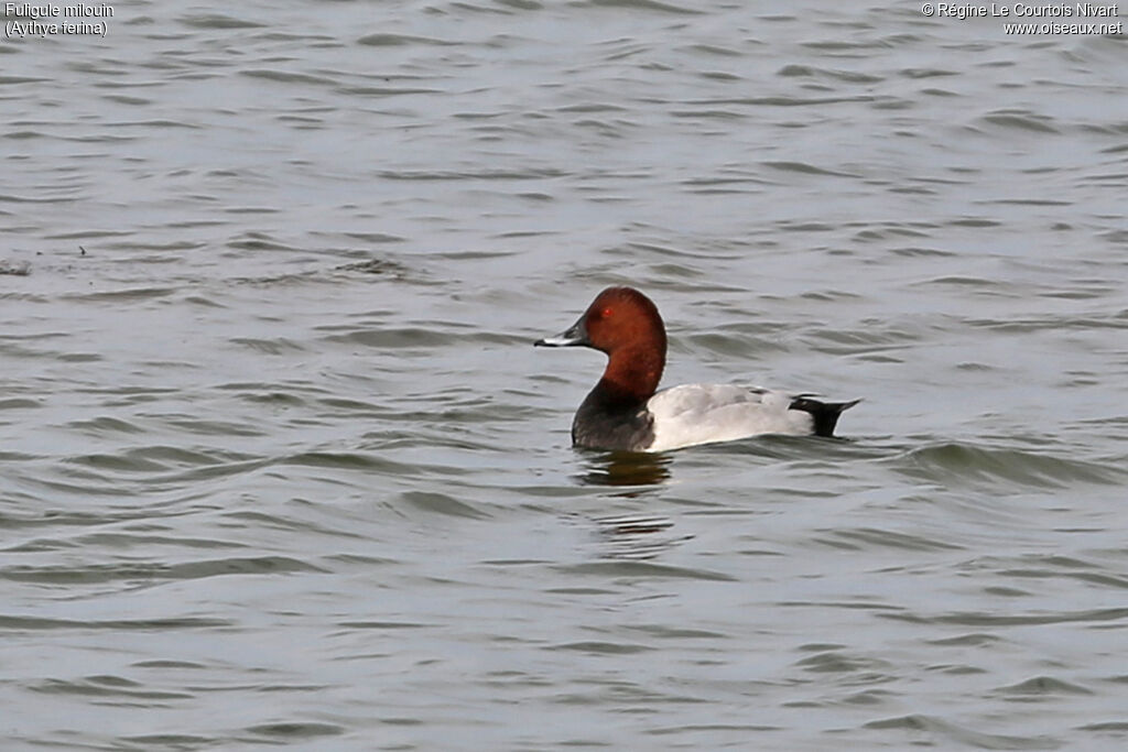 Common Pochard