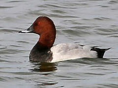 Common Pochard