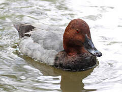 Common Pochard