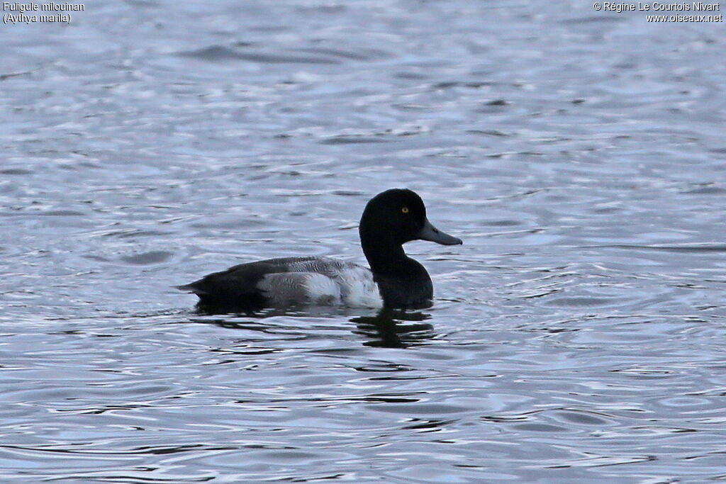 Greater Scaup male