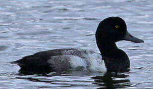 Greater Scaup