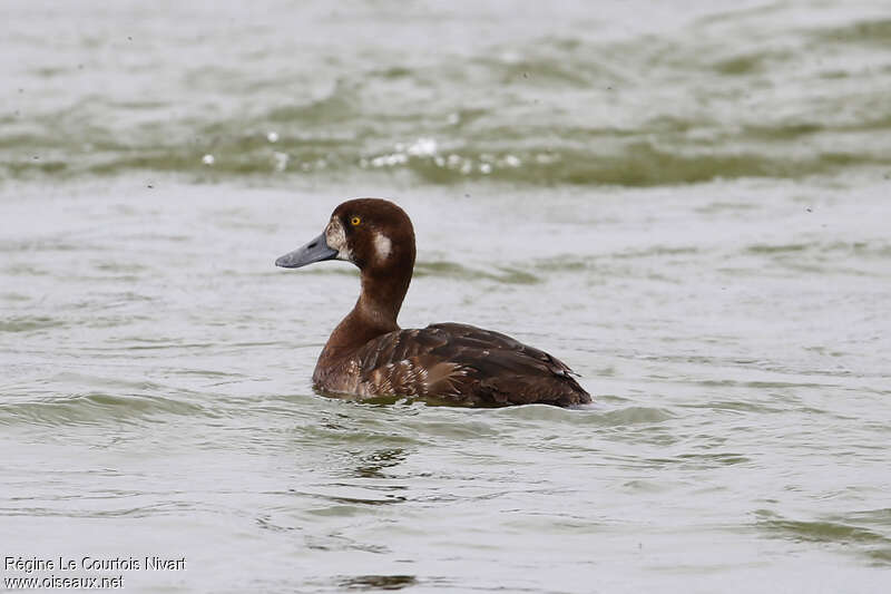 Greater Scaup female adult transition, identification