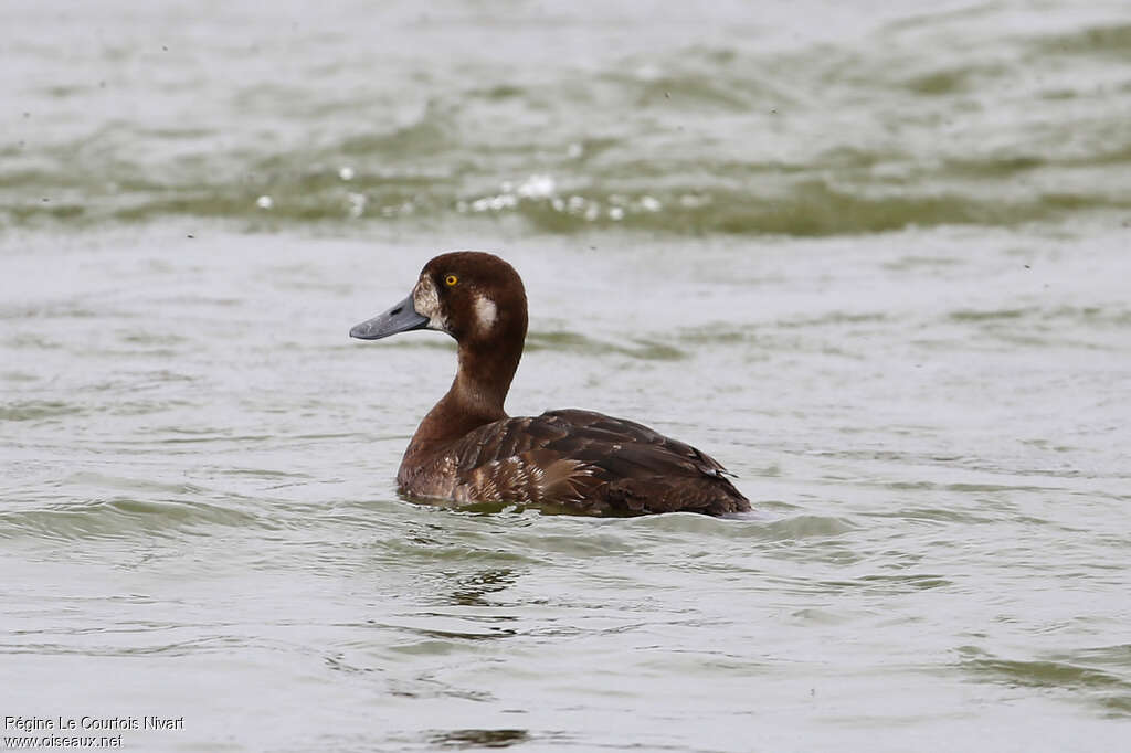 Greater Scaup female adult transition, identification