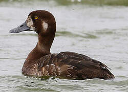 Greater Scaup