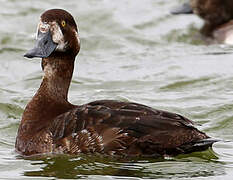 Greater Scaup