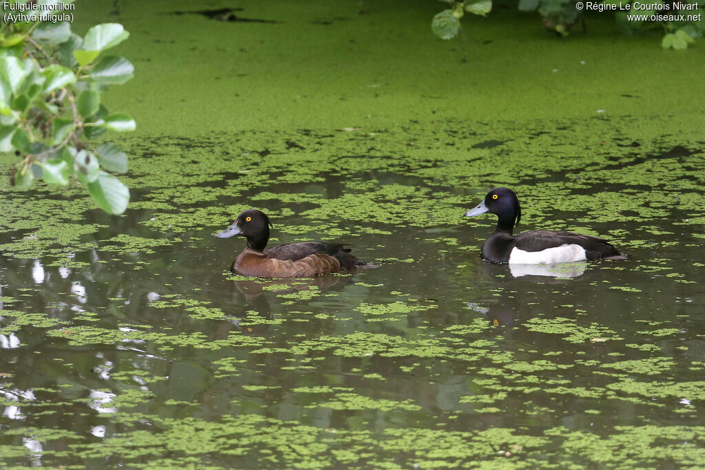 Fuligule morillon