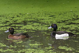 Tufted Duck