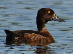 Tufted Duck