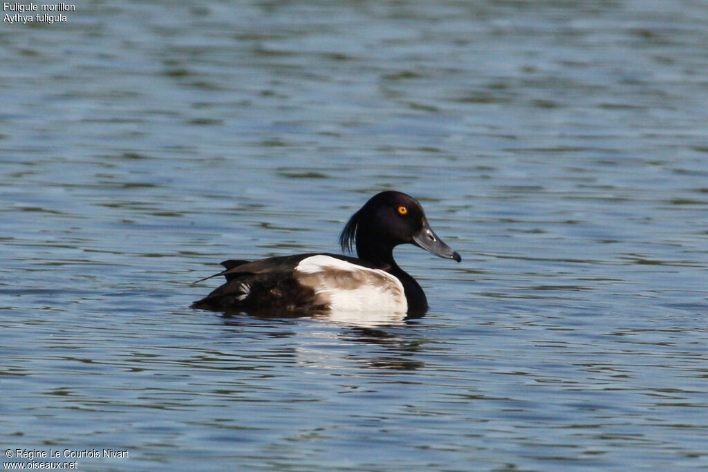 Tufted Duck male