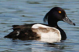 Tufted Duck