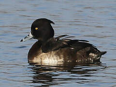 Tufted Duck