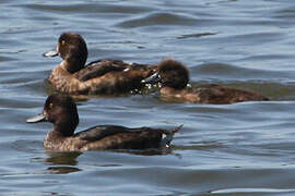 Tufted Duck