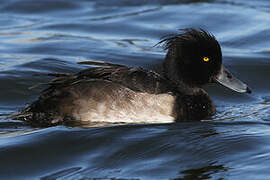 Tufted Duck