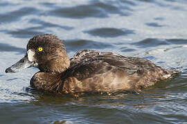 Tufted Duck